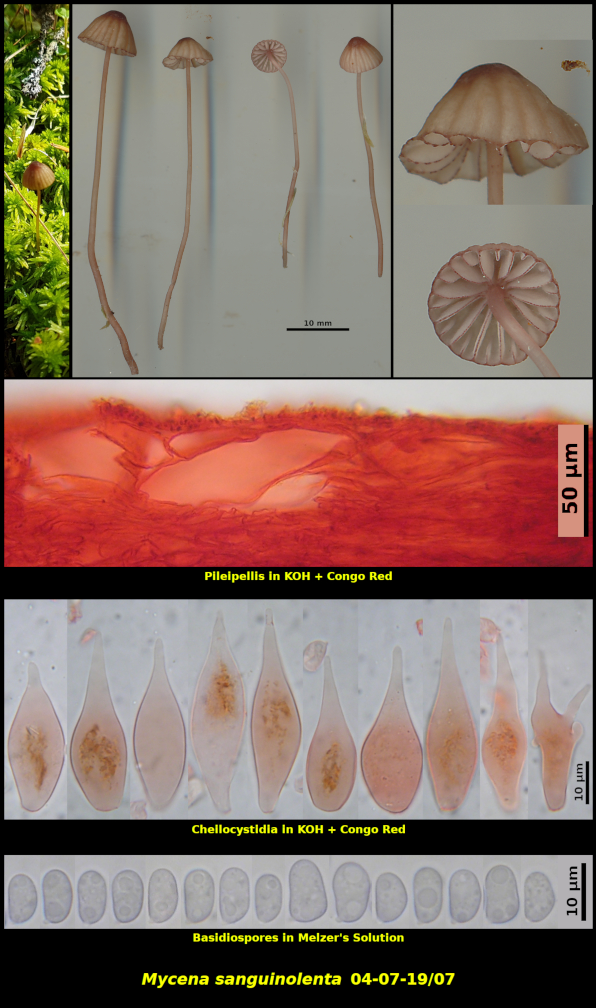 Picture of Mycena sanguinolenta 04-07-19]07